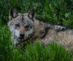 Bozkurt - Gray wolf