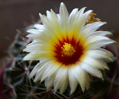 Cactus bloom 