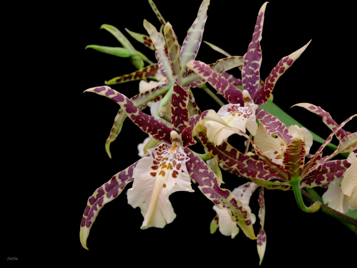Orquídea Beallara Tropic Splendor