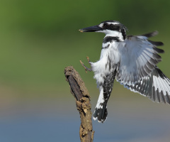 Alaca yalıçapkını » Ceryle rudis » Pied kingfisher