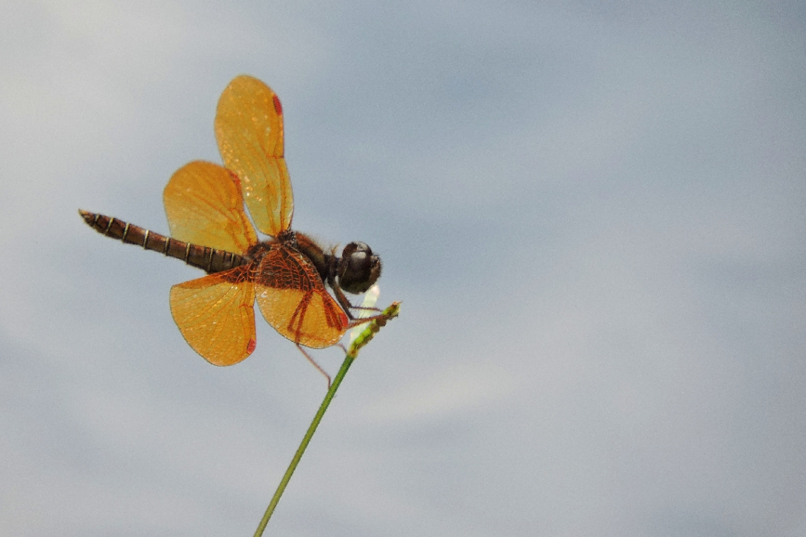 Little Dragonfly
