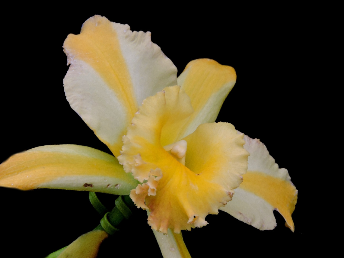 Yellow Cattleya 