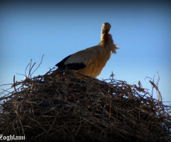 A bird building its nest