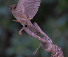 sparrows dance