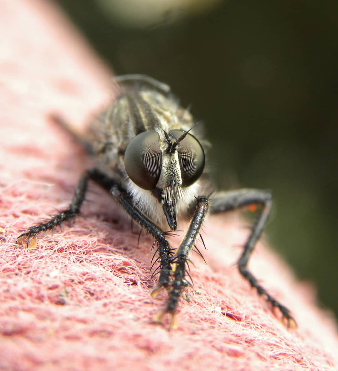 robber fly 