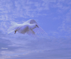 beyaz güvercin ... barış kuşu mu ? 