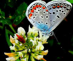 Kelebeğin aşkı çiçektir. 
