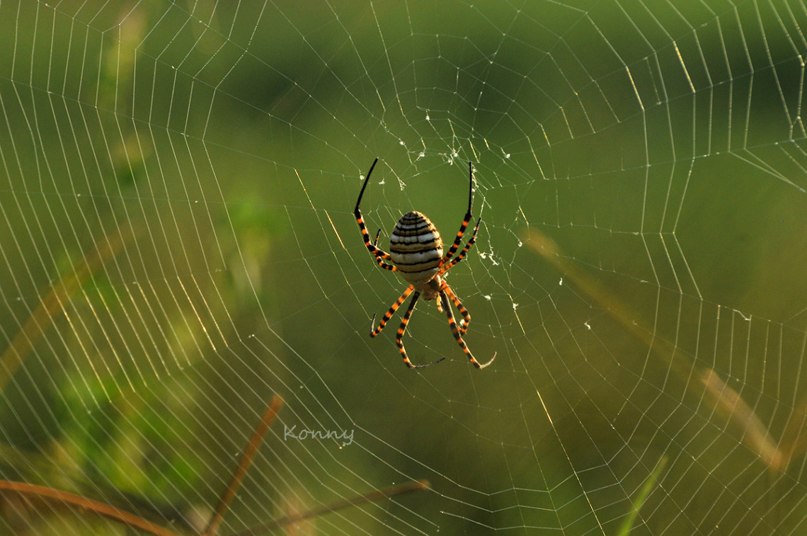 spider with web 