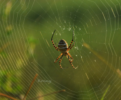 spider with web 