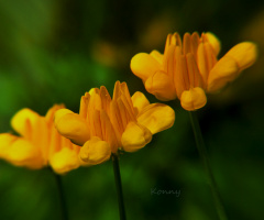 tiny yellow flowers ... 