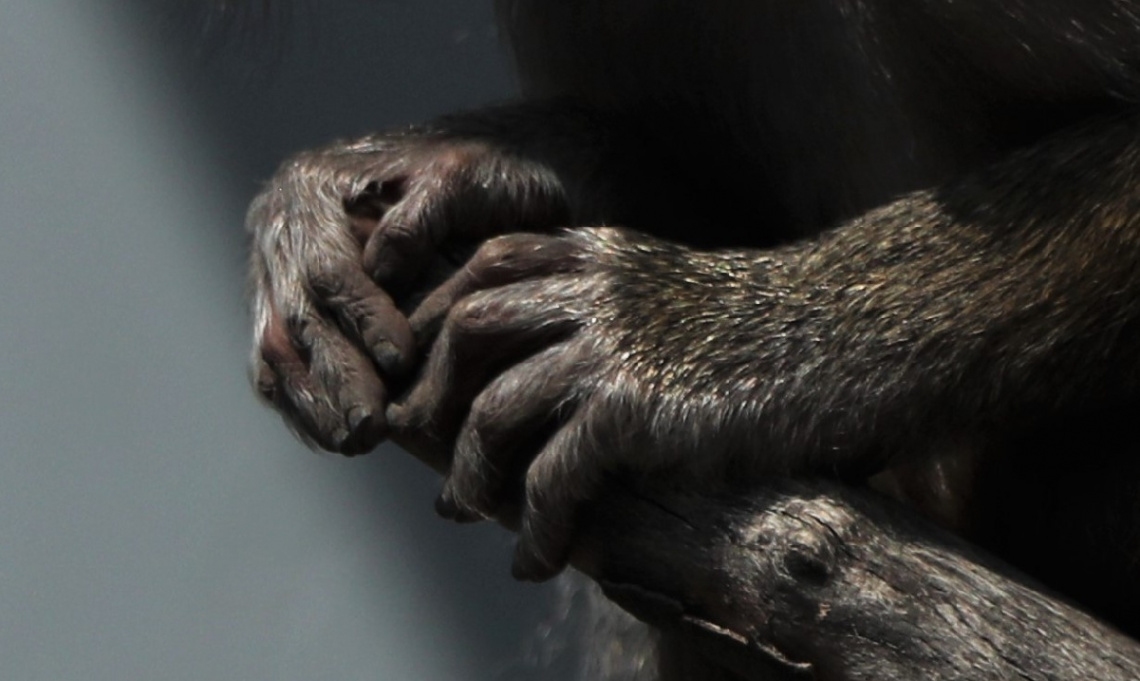 Two Baboon Hands