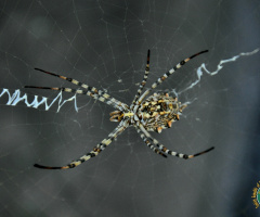 spider : örümcek