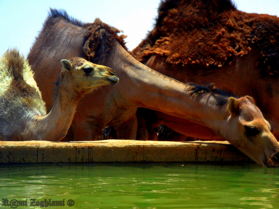 Thirsty Camels 