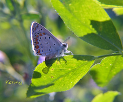 Butterfly & morningsun 