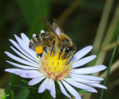pszczoła miadowa 