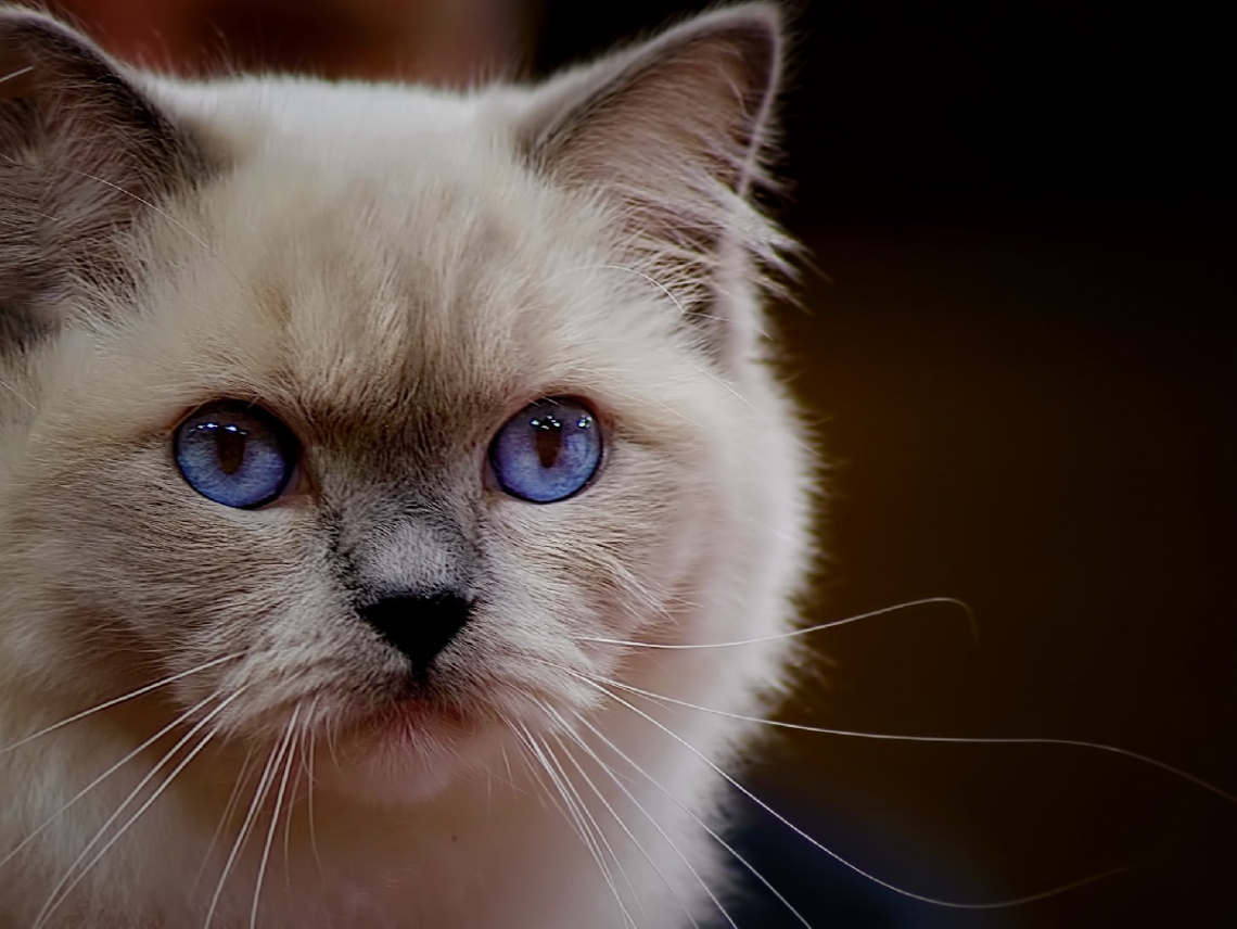 blue  eye cat