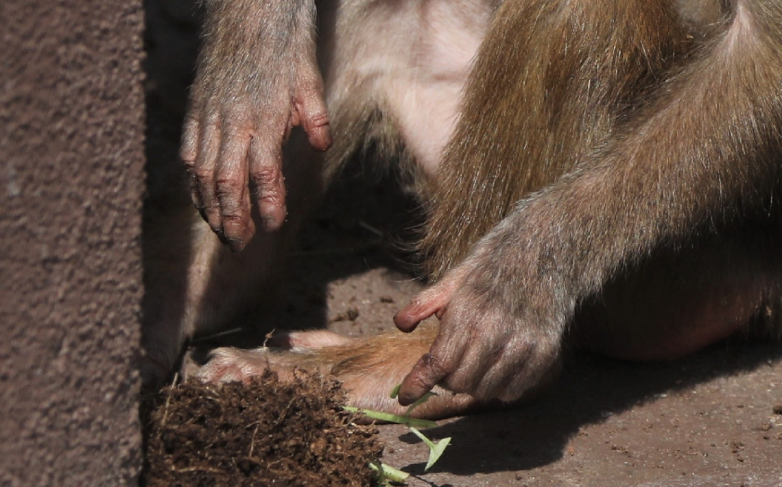 The Hands Of A Baboon