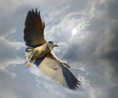 Gece balıkçılı » Black-crowned Night Heron » Nycti