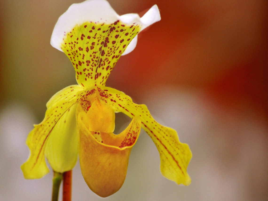 Paphiopedilum orchid 