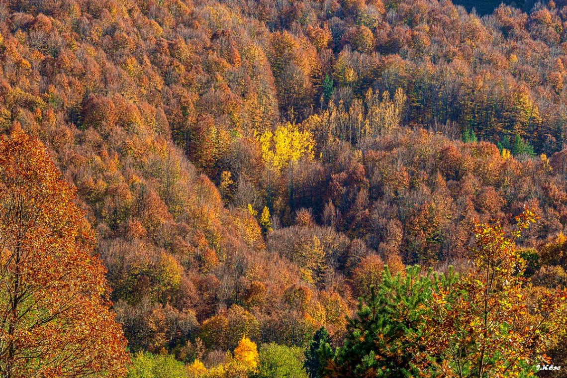 Ormanların Rengi