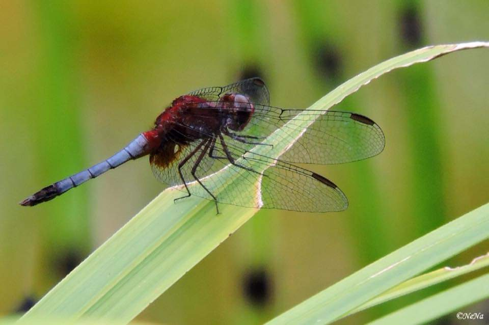 Blue and red Dragonfly