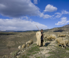 Çoban