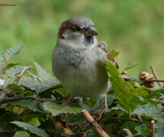 a cute sparrow 