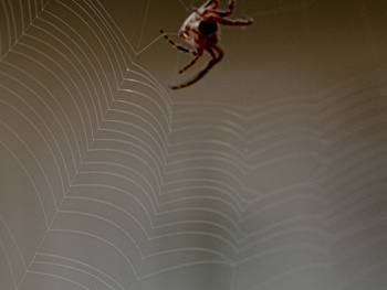 Örümcek ağlarını ördü mü?