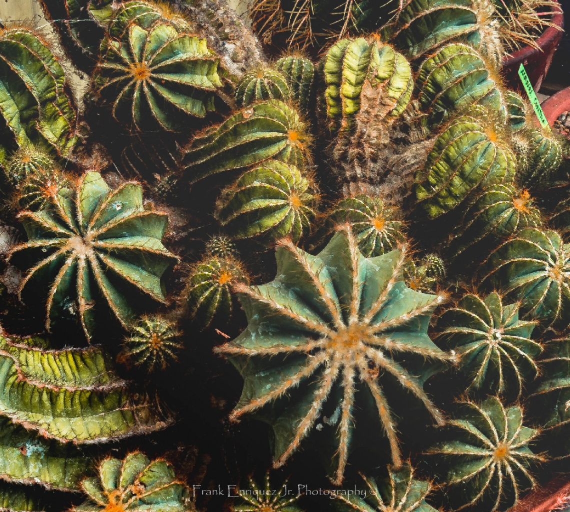 Sonoran Desert Cacti