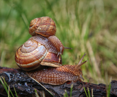 Post-rain snail games