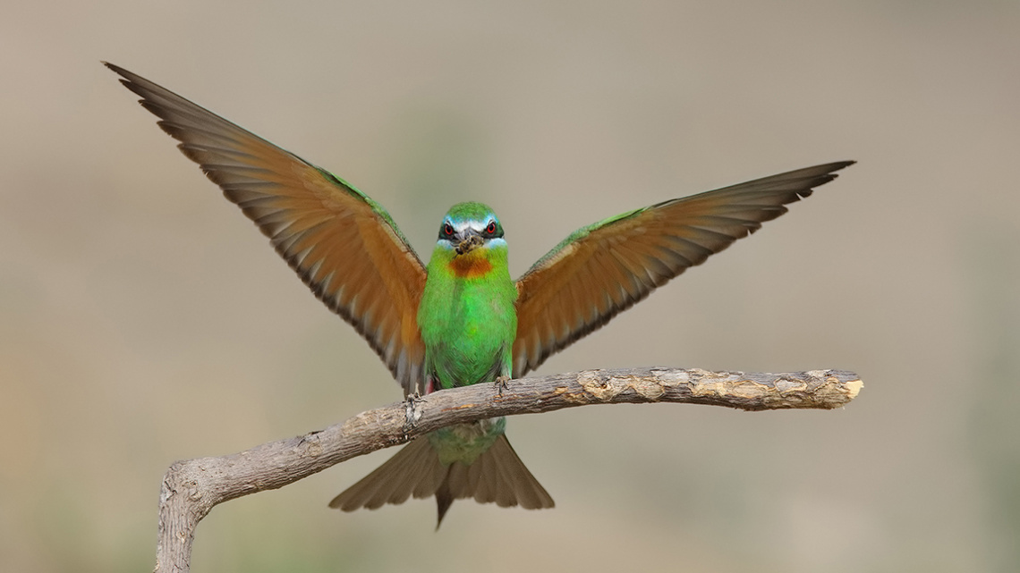Yeşil arıkuşu » Blue-cheeked Bee-eater » Merops pe