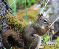 Sweet Squirrel 