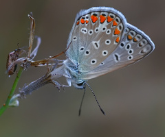 Çokgözlü Mavi Kelebek