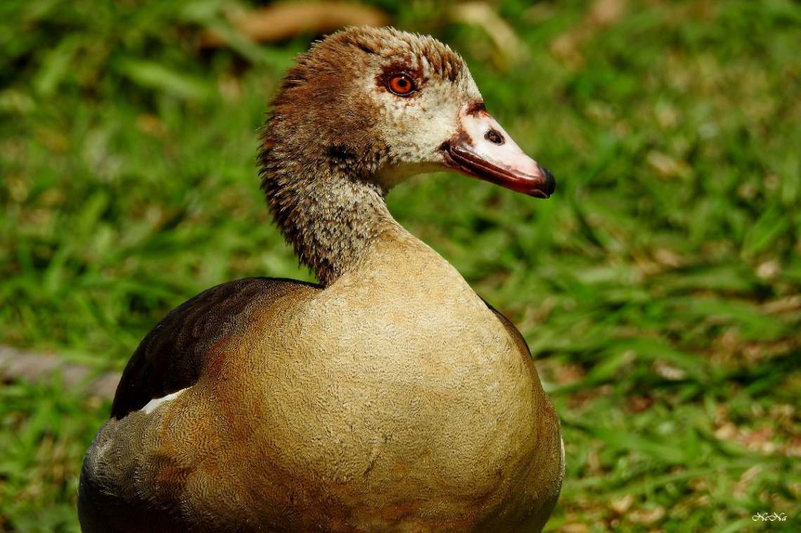 Egypt Goose