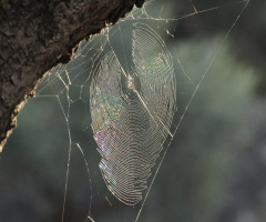 Örümcek ağı