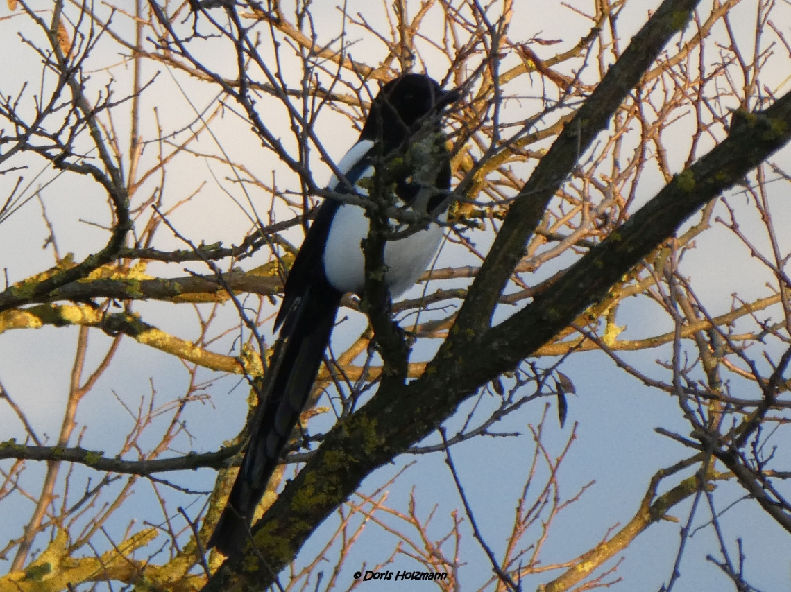 Magpie in the evening sun