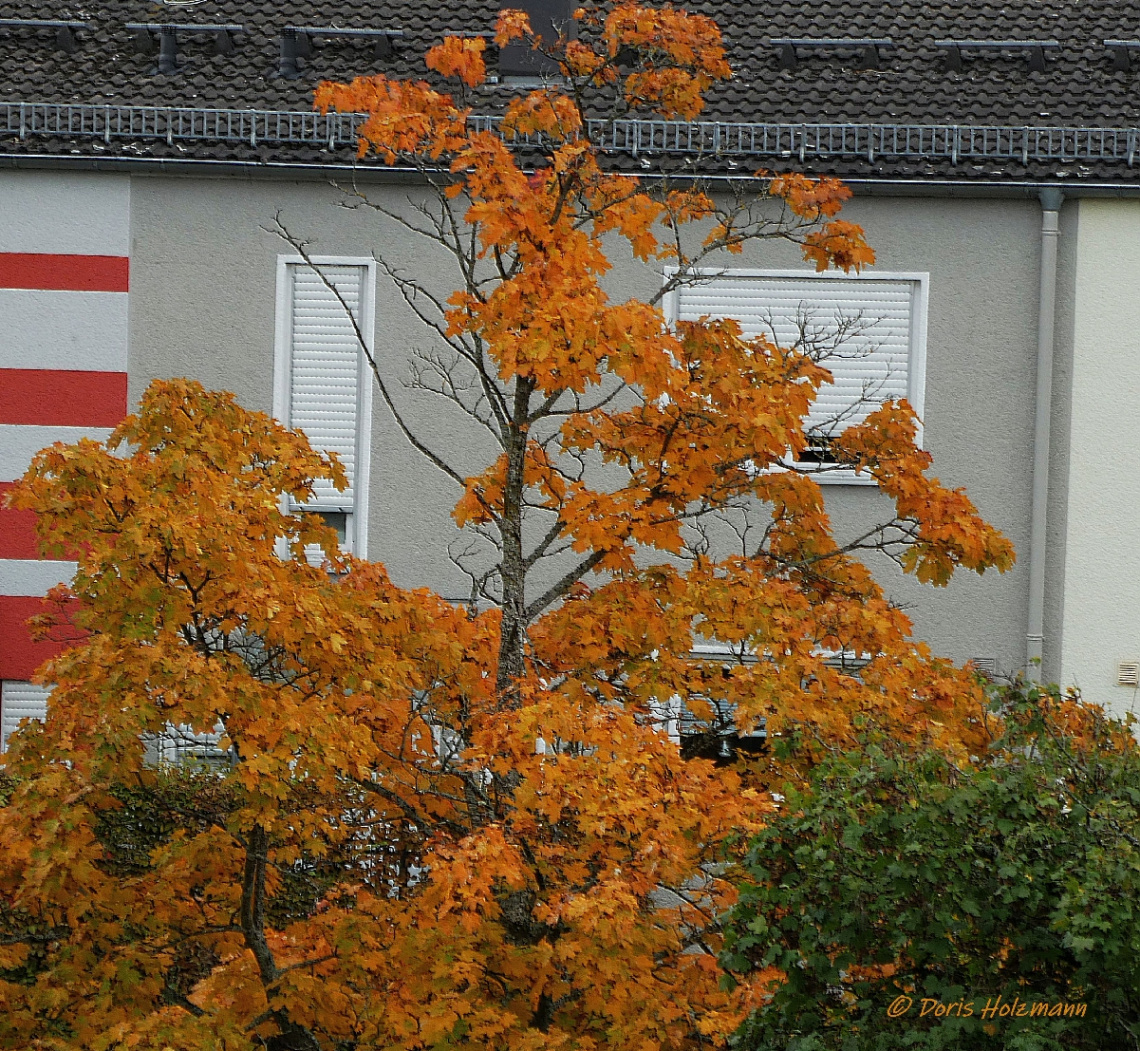 autumn colors 