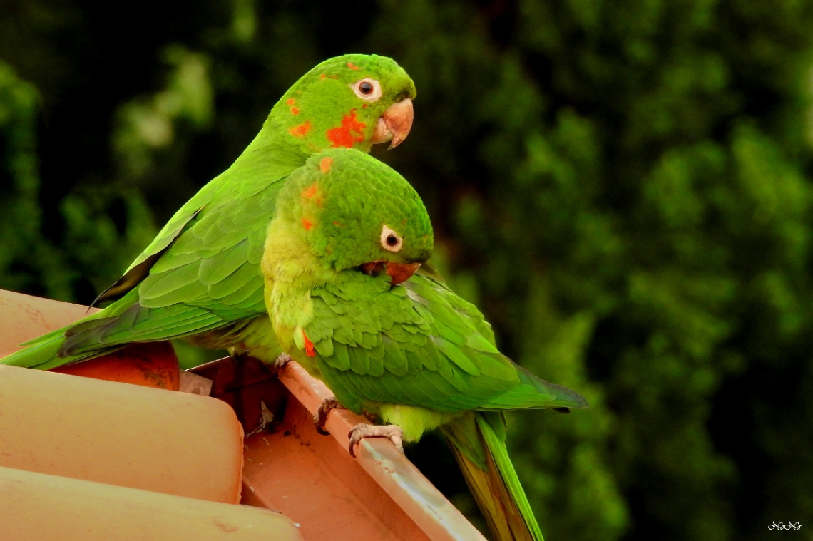 Parakeet couple