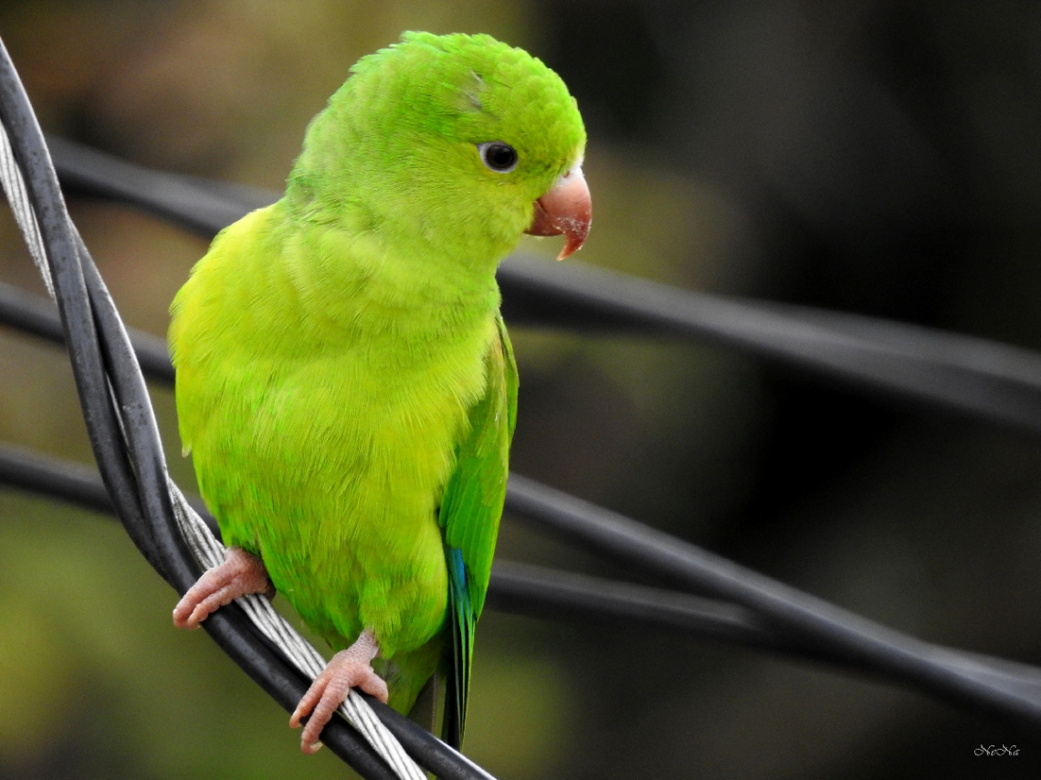 Plain Parakeet