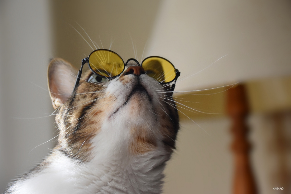 Cat with glasses II