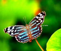 Little butterfly 