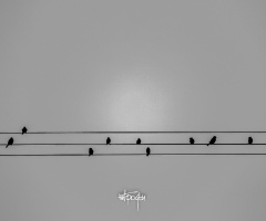 Kuşların Şarkısı