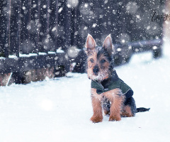 Just puppy in snow