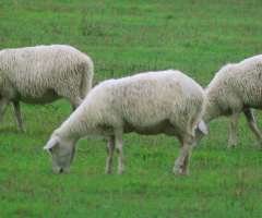 Sheep's of Sardinia