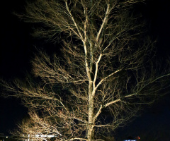 Night tree