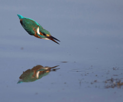 Yalıçapkını » Alcedo atthis » Common Kingfisher