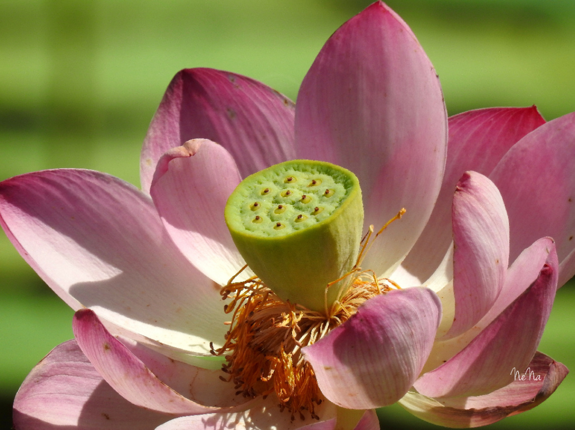 Lotus flower's 