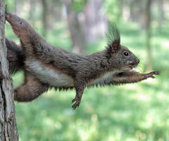 Super squirrel 