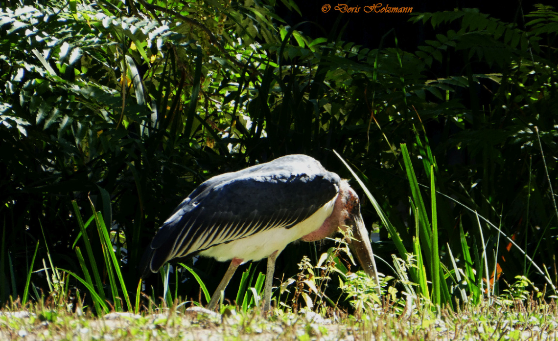 Marabou stork 