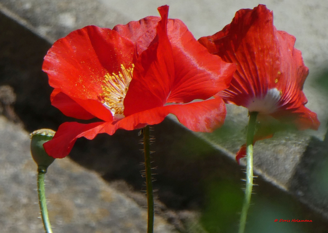 poppy flower 